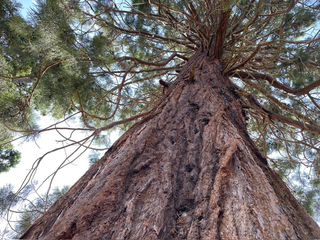 Brookwood Cemetery, A Very Dry Landscape