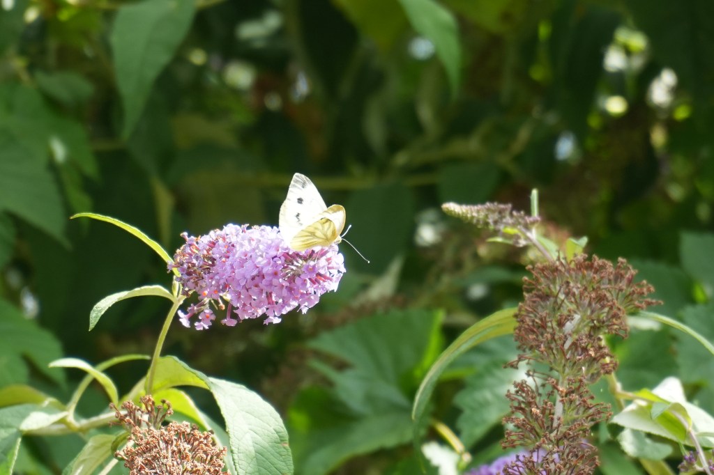 Butterfly Survey