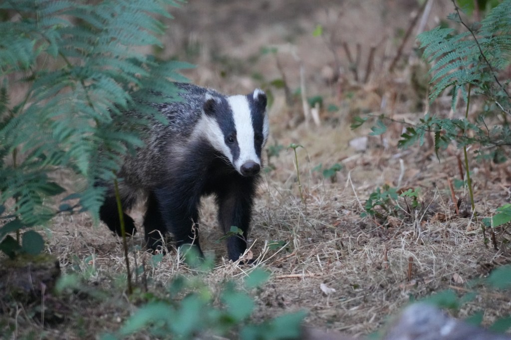 Badger Hide & Solar Eclipse