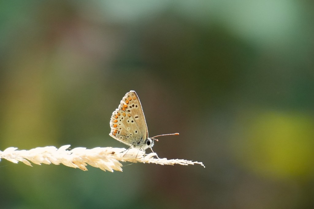 Butterflies Fade as Rain Clears Tice’s Waters