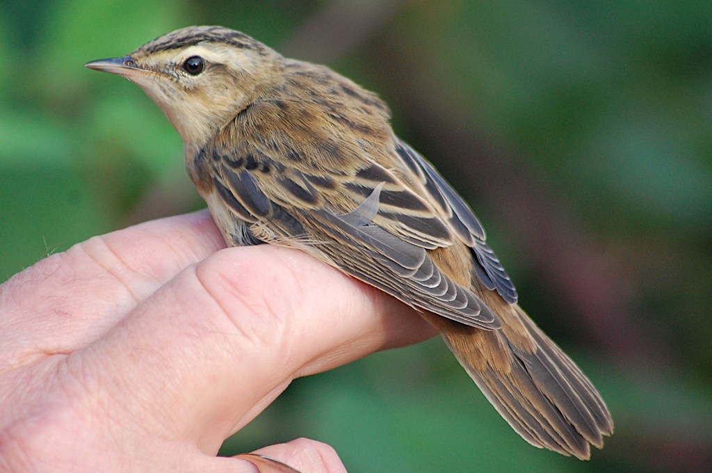 Bird Ringing Session