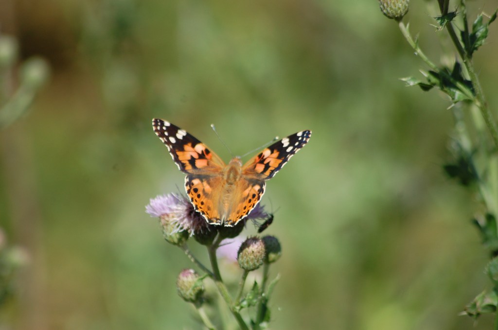 Tice’s Butterfly Survey