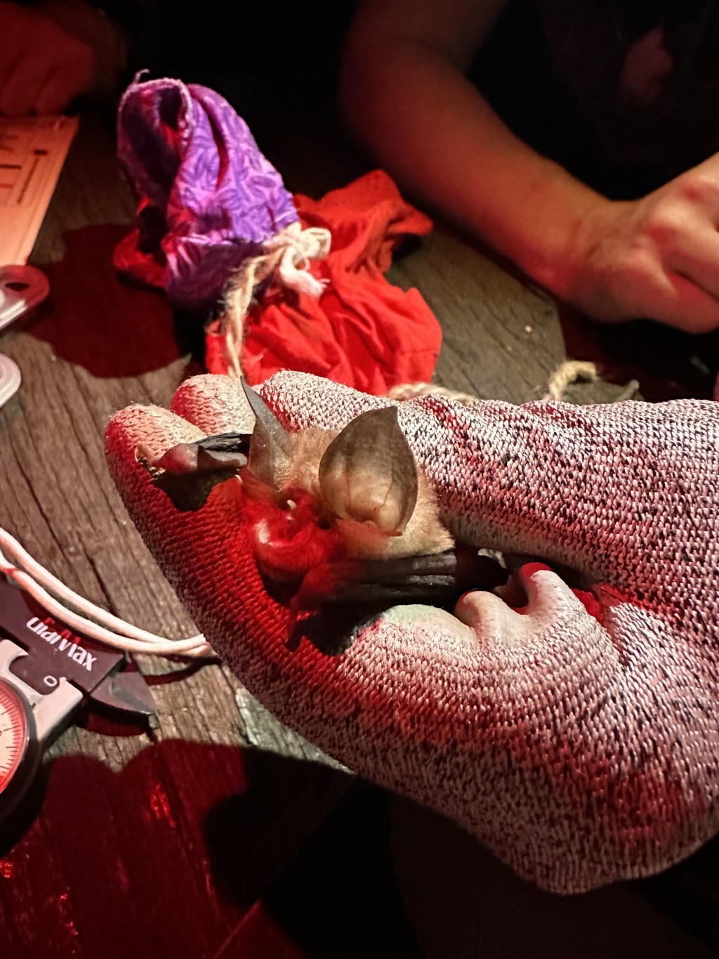 Day 5 – Up close and personal with Bats