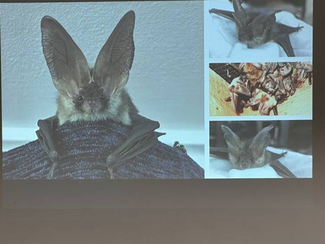 Bat Care Course