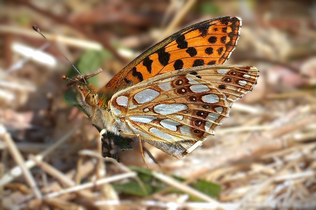 Queen of Spain Fritillary