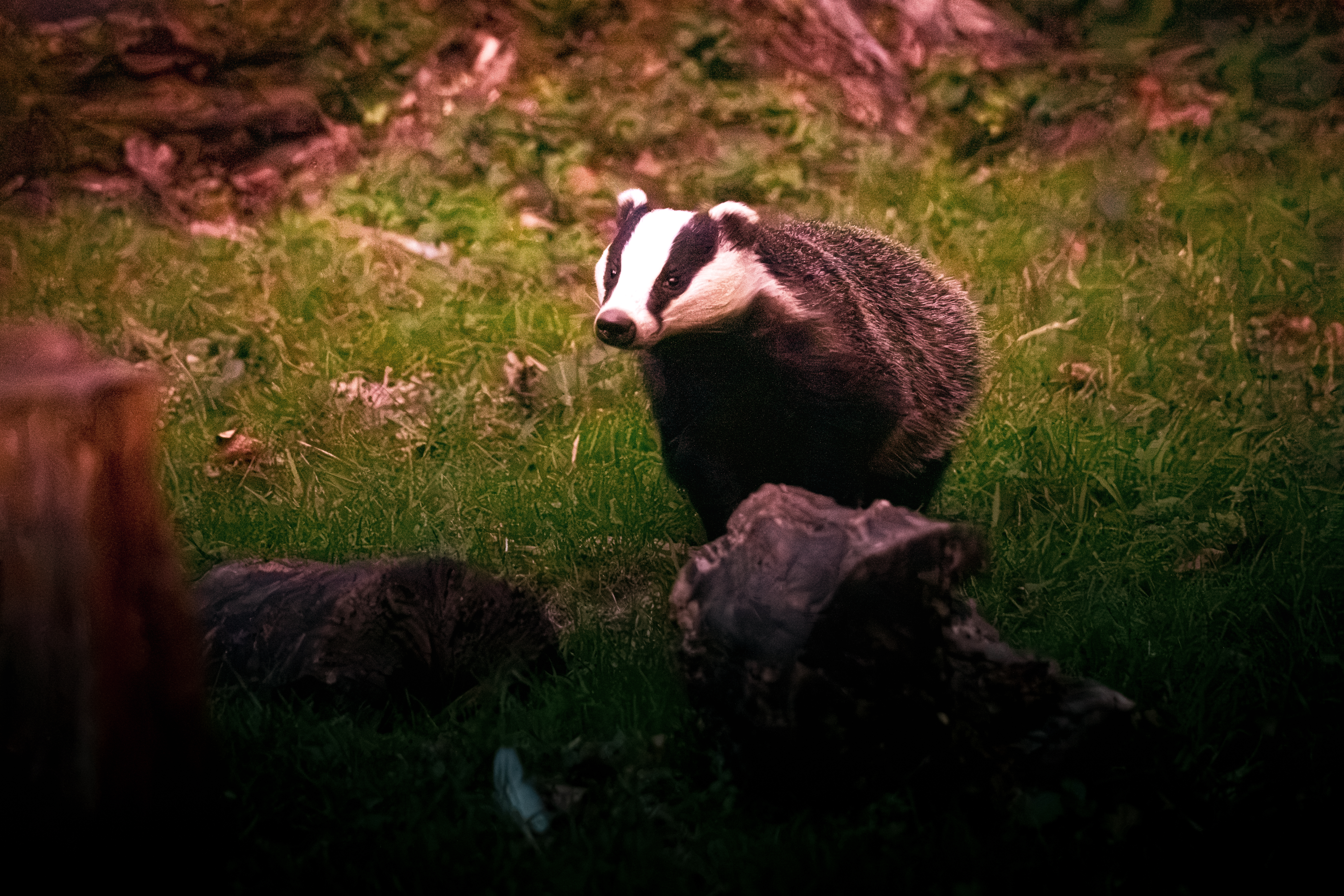 Getting to Know the Badgers