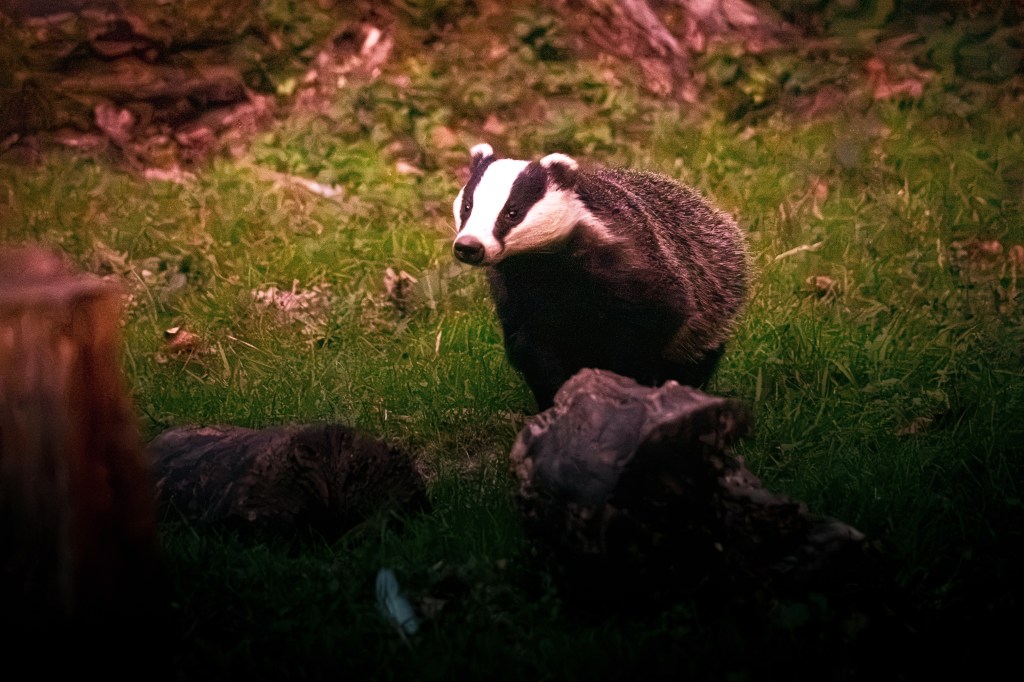 Getting to Know the Badgers