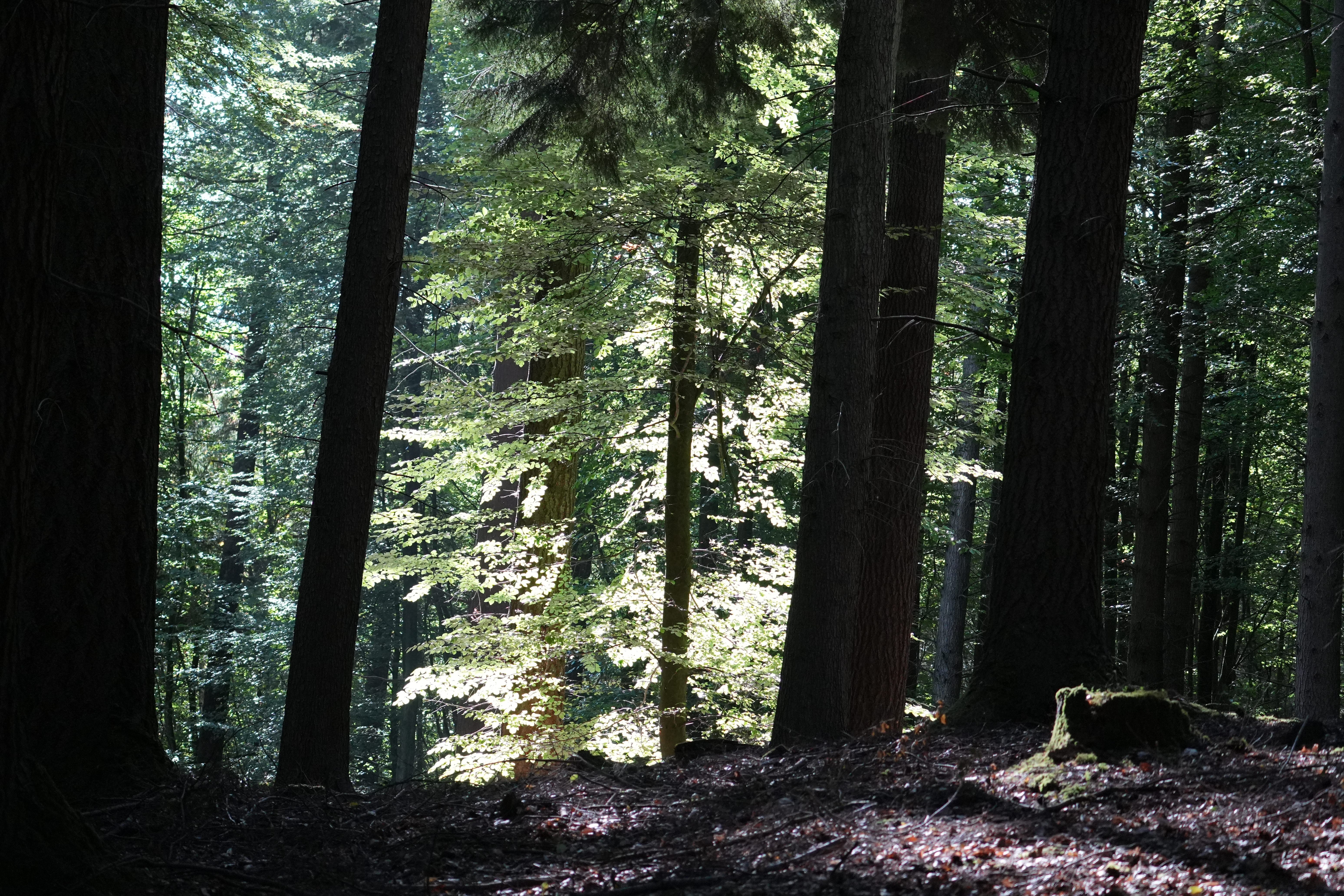 A Warm September Walk Through Bourley Woods