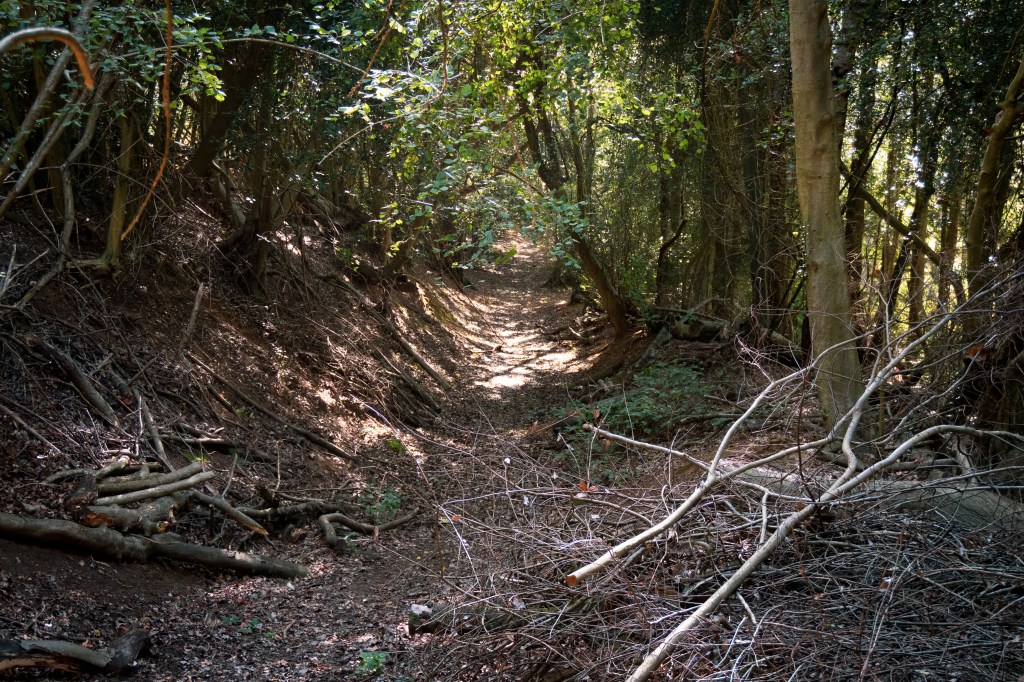 Positive Gradient Examples Badger Sett Survey in Surrey – REBA Ecology